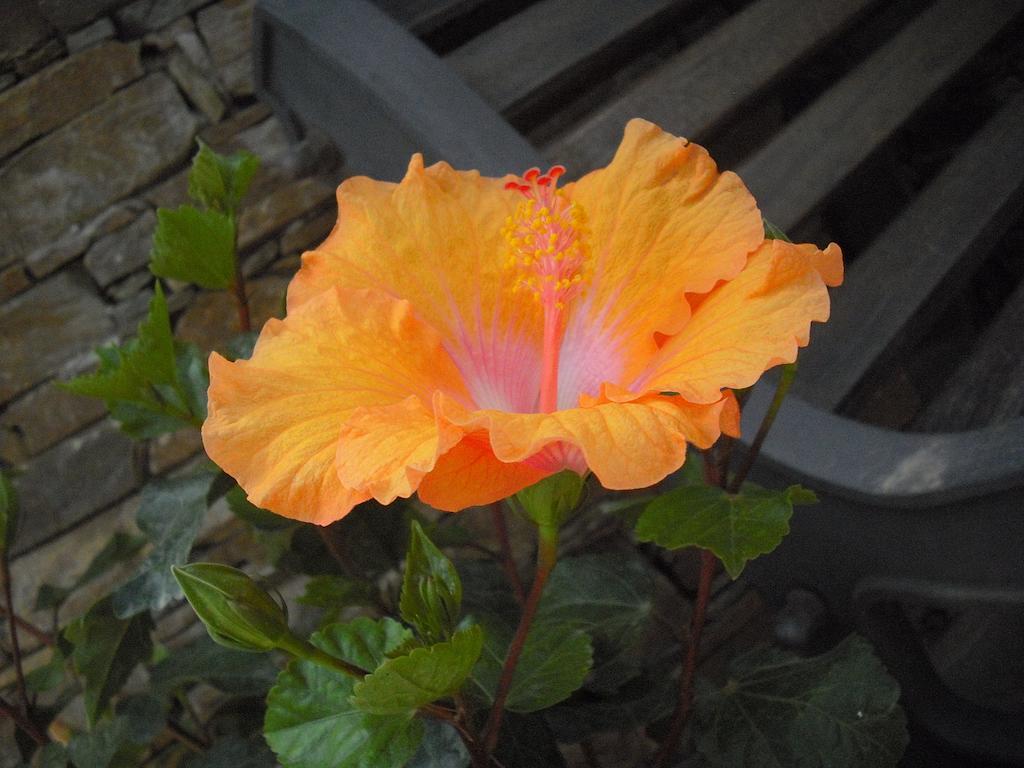 B&B Hibiscus Capoterra Luaran gambar