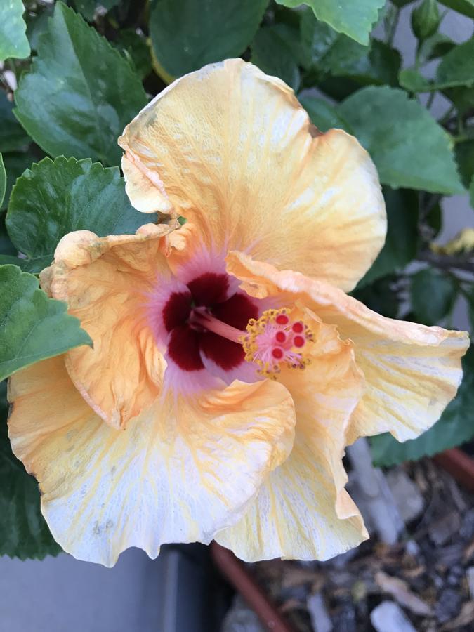 B&B Hibiscus Capoterra Luaran gambar