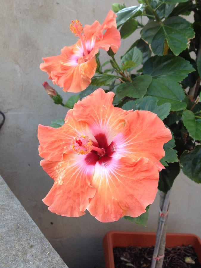 B&B Hibiscus Capoterra Luaran gambar